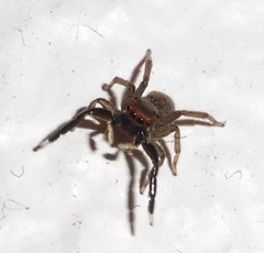 Euophrys frontalis