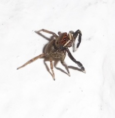 Euophrys frontalis