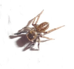 Euophrys frontalis