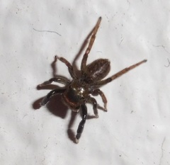 Euophrys frontalis