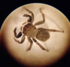 Euophrys frontalis