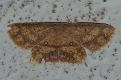 Chrysocraspeda tristicula