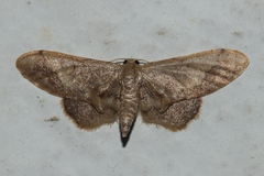 Idaea violacea