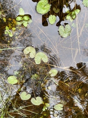 Caltha natans