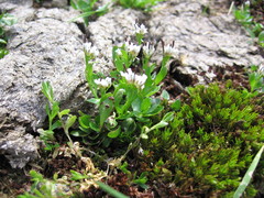 Cardamine bellidifolia alpina