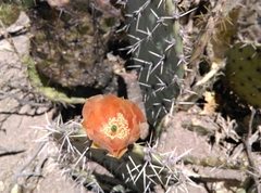 Opuntia rastrera