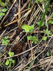 Chrysosplenium iowense
