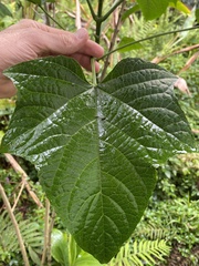 Clerodendrum paniculatum
