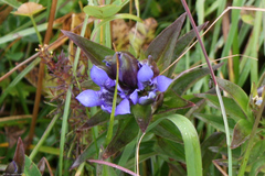 Gentiana septemfida