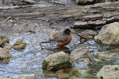 Turdus migratorius