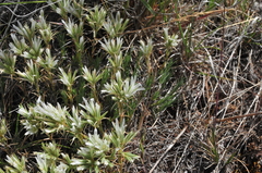 Eremogone franklinii