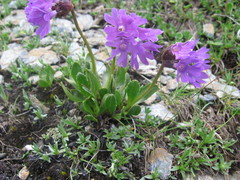 Primula glutinosa