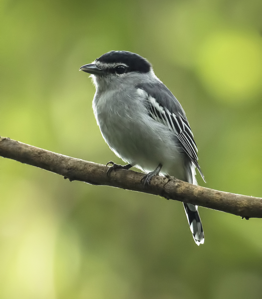 Black-and-white Becard photo