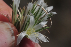 Eremogone franklinii