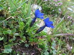 Gentiana bavarica