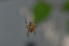 Araneinae