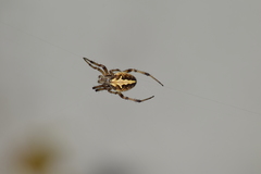 Araneinae