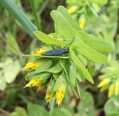 Phytoecia uncinata