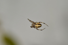 Araneinae