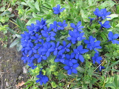 Gentiana bavarica