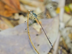 Lestes tenuatus