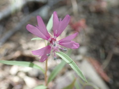 Clarkia xantiana
