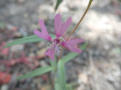 Clarkia xantiana