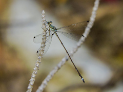 Lestes tenuatus