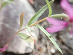 Clarkia xantiana