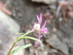 Clarkia xantiana