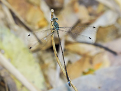 Lestes tenuatus
