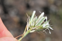 Eremogone franklinii