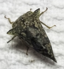 Telamonini