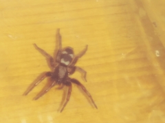 Herpyllinae