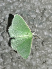 Synchlora aerata