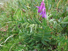 Hedysarum hedysaroides