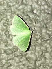 Synchlora aerata