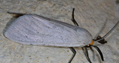 Pygarctia flavidorsalis