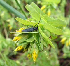 Phytoecia uncinata