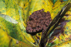 Common Big-Headed Frog photo 4