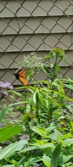 Danaus plexippus