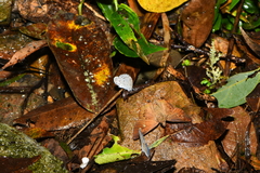 Celastrina lavendularis himilcon