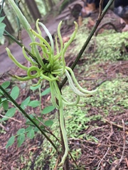 Exobasidium parvifolii