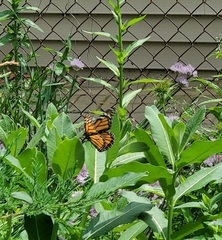 Danaus plexippus