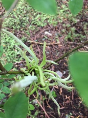 Exobasidium parvifolii