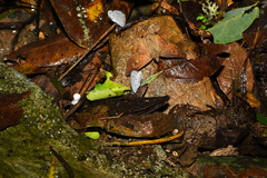 Celastrina lavendularis himilcon