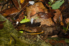 Celastrina lavendularis himilcon