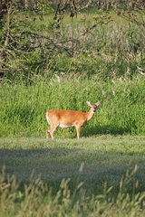Odocoileus virginianus leucurus