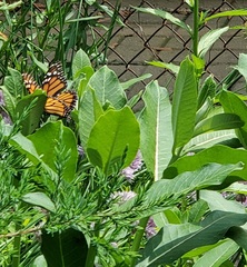 Danaus plexippus