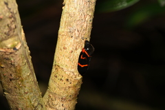 Okiscarta uchidae